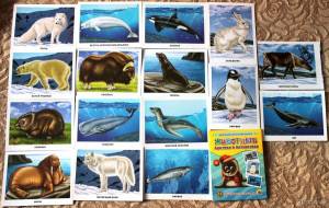 Раскраска животные арктики и антарктики для детей #19 #76624