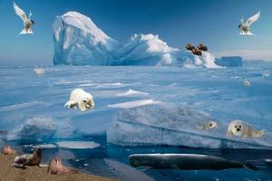 Раскраска животные арктики и антарктики для детей #23 #76628