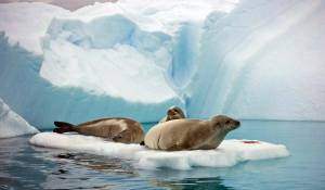 Раскраска животные арктики и антарктики для детей #25 #76630