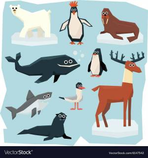 Раскраска животные арктики и антарктики для детей #27 #76632