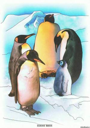 Раскраска животные арктики и антарктики для детей #28 #76633