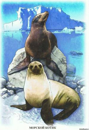 Раскраска животные арктики и антарктики для детей #29 #76634