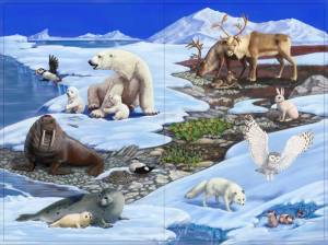 Раскраска животные арктики и антарктики для детей #34 #76639