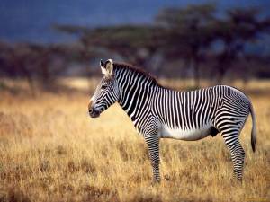 Раскраска животные африки #7 #76650