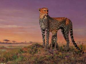 Раскраска животные африки #11 #76654