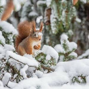 Раскраска животные зимой #7 #76951
