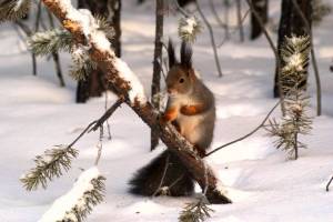 Раскраска животные зимой в лесу для детей #16 #76997