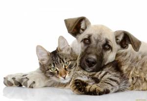 Раскраска животные кошки и собаки #1 #77057