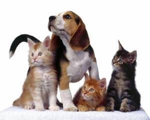 Раскраска животные кошки и собаки #4 #77060