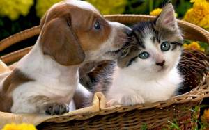 Раскраска животные кошки и собаки #8 #77064