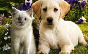 Раскраска животные кошки и собаки #14 #77070