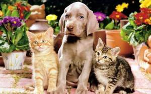 Раскраска животные кошки и собаки #21 #77077