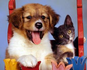 Раскраска животные кошки и собаки #27 #77083