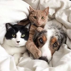 Раскраска животные кошки и собаки #30 #77086