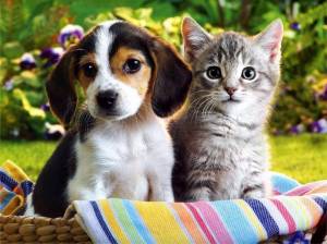 Раскраска животные кошки и собаки #33 #77089