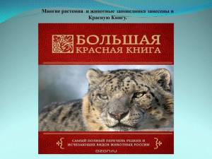 Раскраска животные красной книги россии #5 #77133