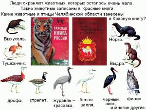 Раскраска животные красной книги россии #21 #77149