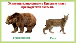Раскраска животные красной книги россии #27 #77155