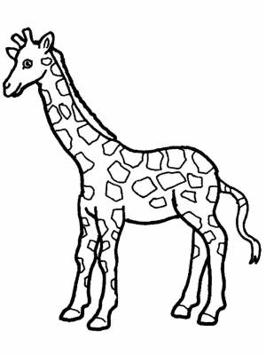 Раскраска жираф для детей 4 5 лет #1 #77588