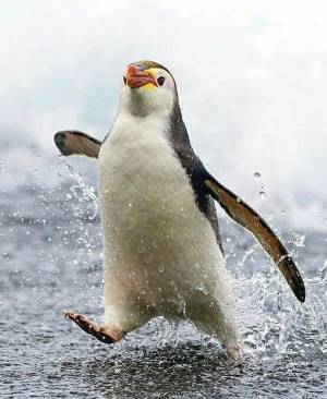 Раскраска забавный пингвин #1 #77803