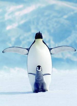 Раскраска забавный пингвин #11 #77813