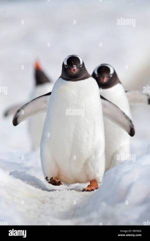 Раскраска забавный пингвин #12 #77814