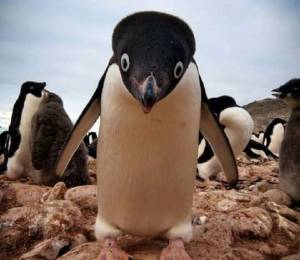 Раскраска забавный пингвин #13 #77815
