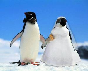 Раскраска забавный пингвин #14 #77816