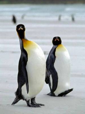 Раскраска забавный пингвин #16 #77818
