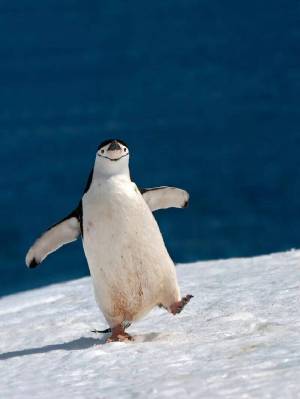 Раскраска забавный пингвин #22 #77824