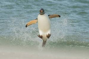 Раскраска забавный пингвин #28 #77830