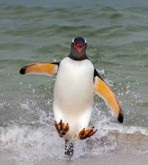 Раскраска забавный пингвин #33 #77835