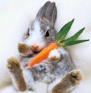 Раскраска зайка с морковкой #21 #78132
