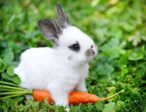 Раскраска заяц с морковкой #23 #79048