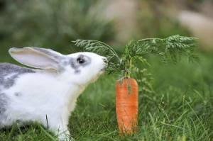 Раскраска заяц с морковкой #27 #79052