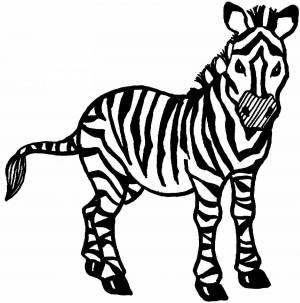 Раскраска зебра для детей #17 #79440