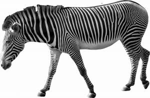 Раскраска зебра для детей #24 #79447