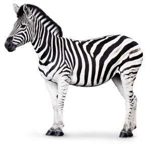Раскраска зебра для детей #29 #79452