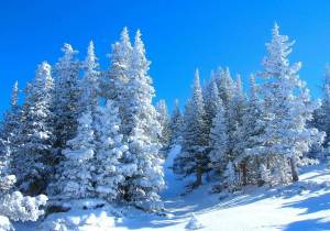 Раскраска зима в лесу #2 #79782