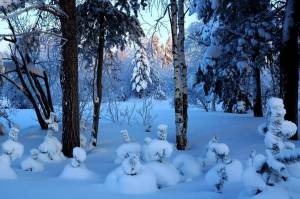 Раскраска зима в лесу #5 #79785