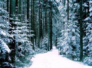 Раскраска зима в лесу #6 #79786