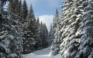 Раскраска зима в лесу #12 #79792