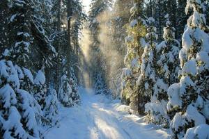 Раскраска зима в лесу #14 #79794