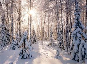 Раскраска зима в лесу #17 #79797