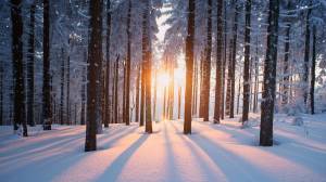 Раскраска зима в лесу #22 #79802