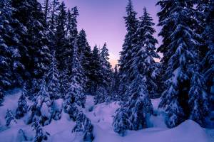 Раскраска зима в лесу #23 #79803