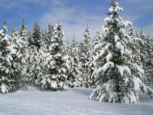 Раскраска зима в лесу #25 #79805