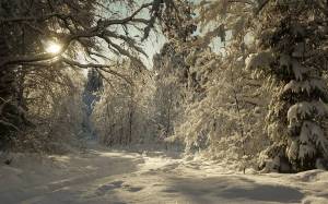 Раскраска зима в лесу #26 #79806