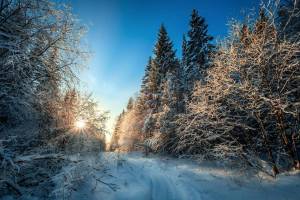 Раскраска зима в лесу #27 #79807