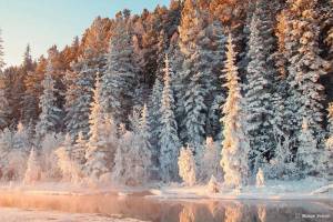 Раскраска зима в лесу #28 #79808